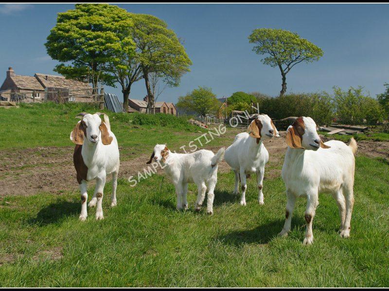 Rwandan Live Boer Goats