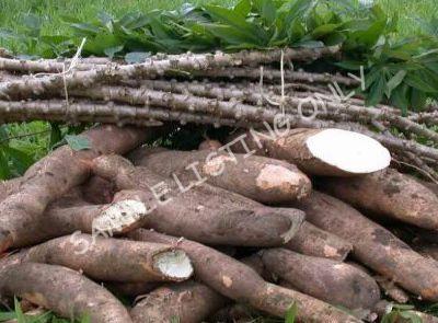 Fresh Rwanda Cassava