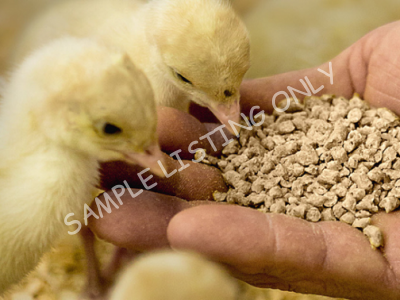 Rwanda Layers (Poultry)