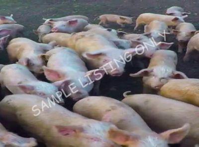 Rwanda Healthy Pigs