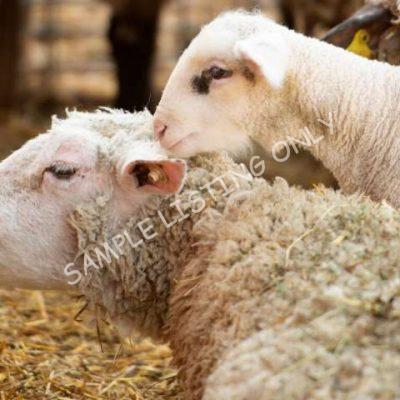 Healthy Rwanda Sheep