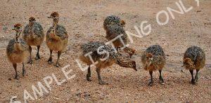Rwanda Guinea Fowls